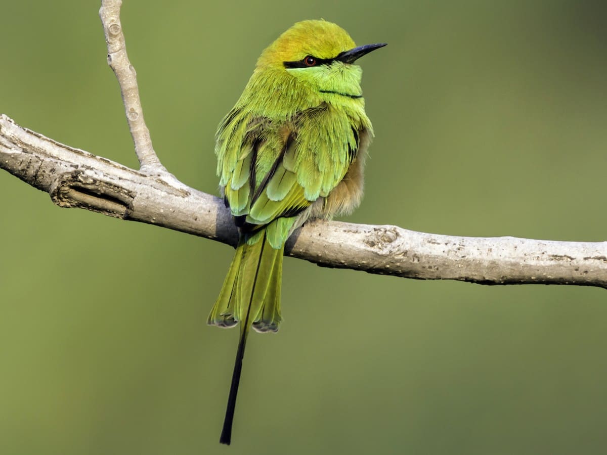 Asian Green Bee-eater